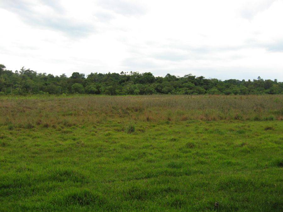 Estancia à 100 Hektar am Rande von José Fassardi Paraguay